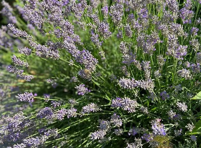 Lili Nyaralohaz Holiday home *